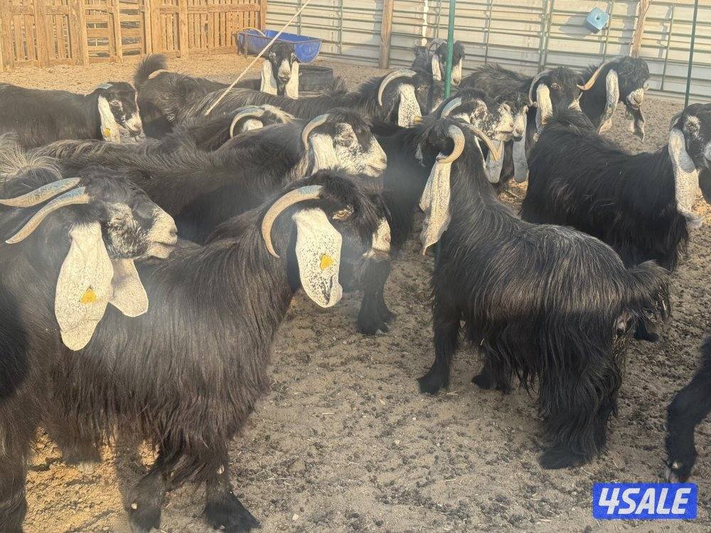 معزا عوارض فاخره ومرسسه2