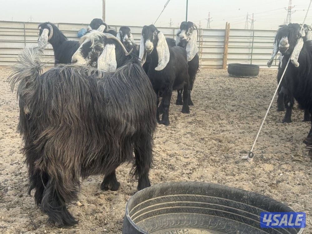 معزا عوارض فاخره ومرسسه3