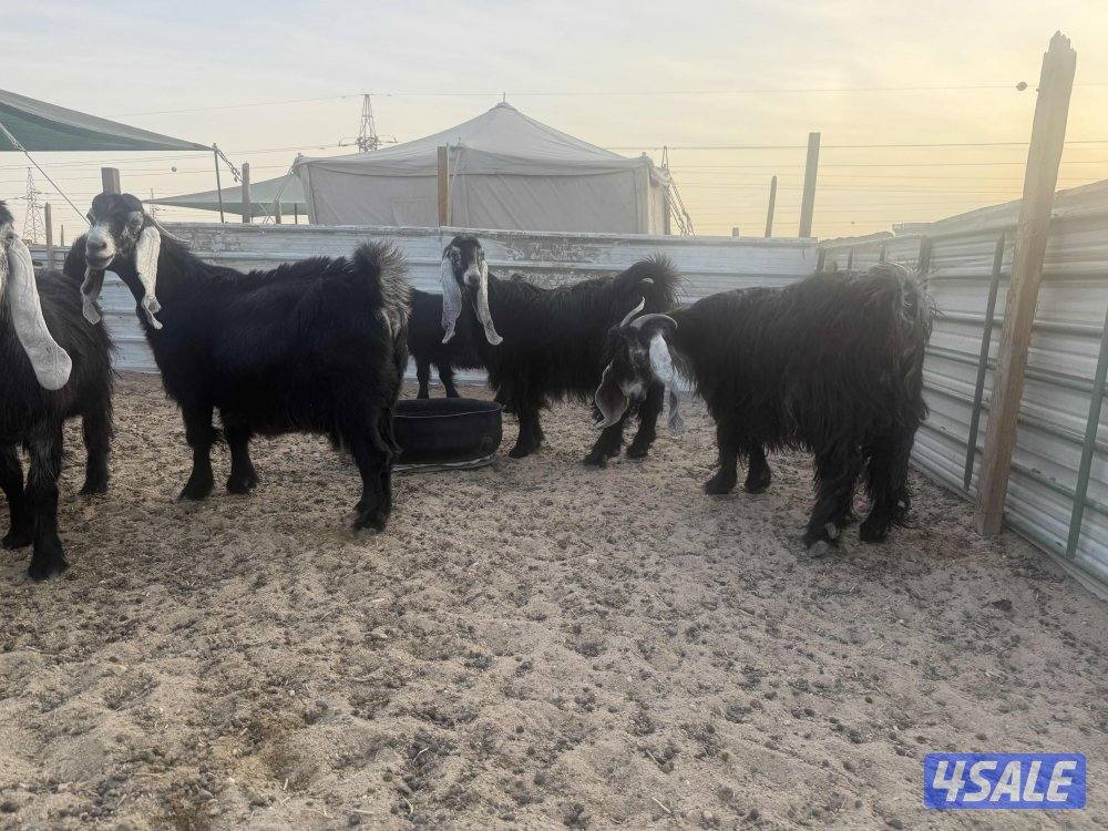 معزا عوارض فاخره ومرسسه4