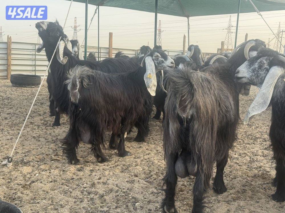 معزا عوارض فاخره ومرسسه5