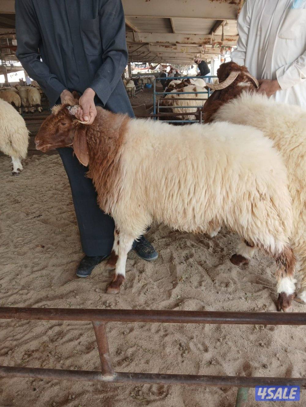 قصا،ب تحت الطلب جميع المناطق الكويت1