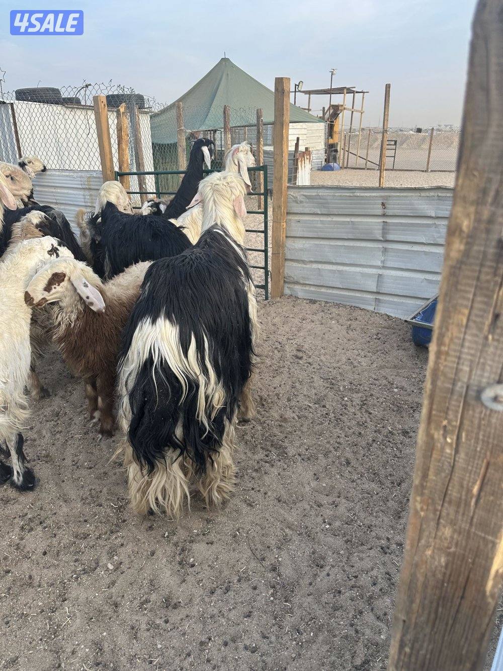 للبيع خروف نجدي1