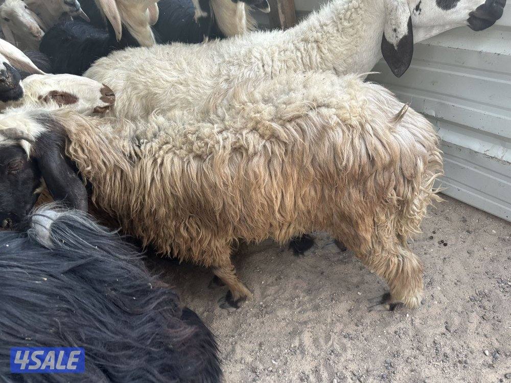 للبيع خروف نجدي2