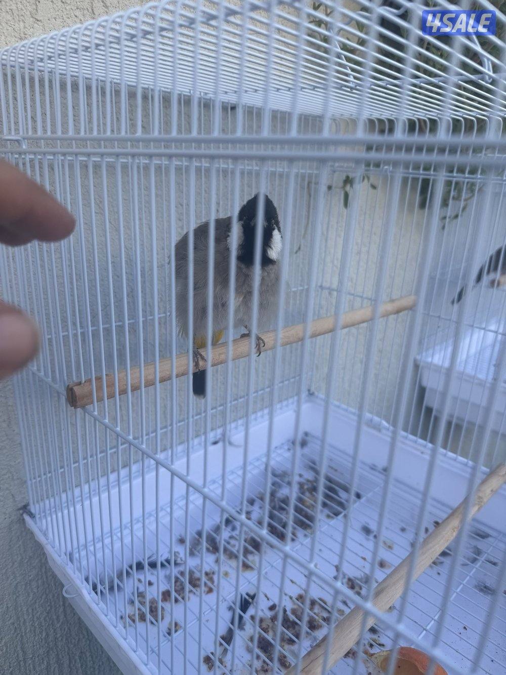 بلابل عراقيه ربوه1