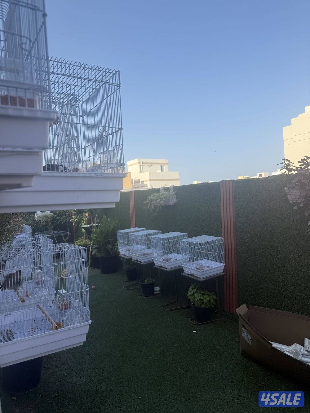 بلابل عراقيه ربوه2