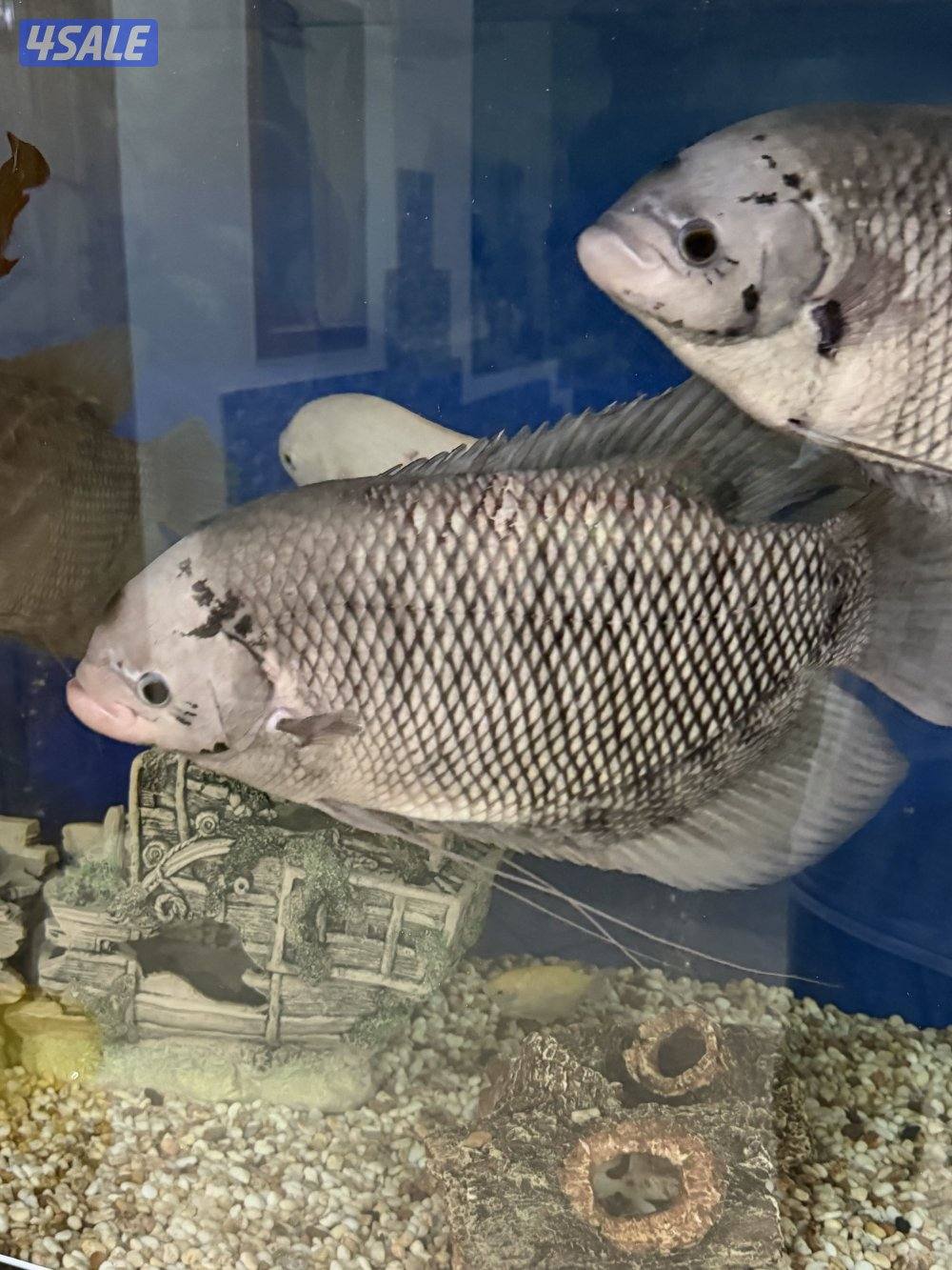 سمك جوينت جورامي0