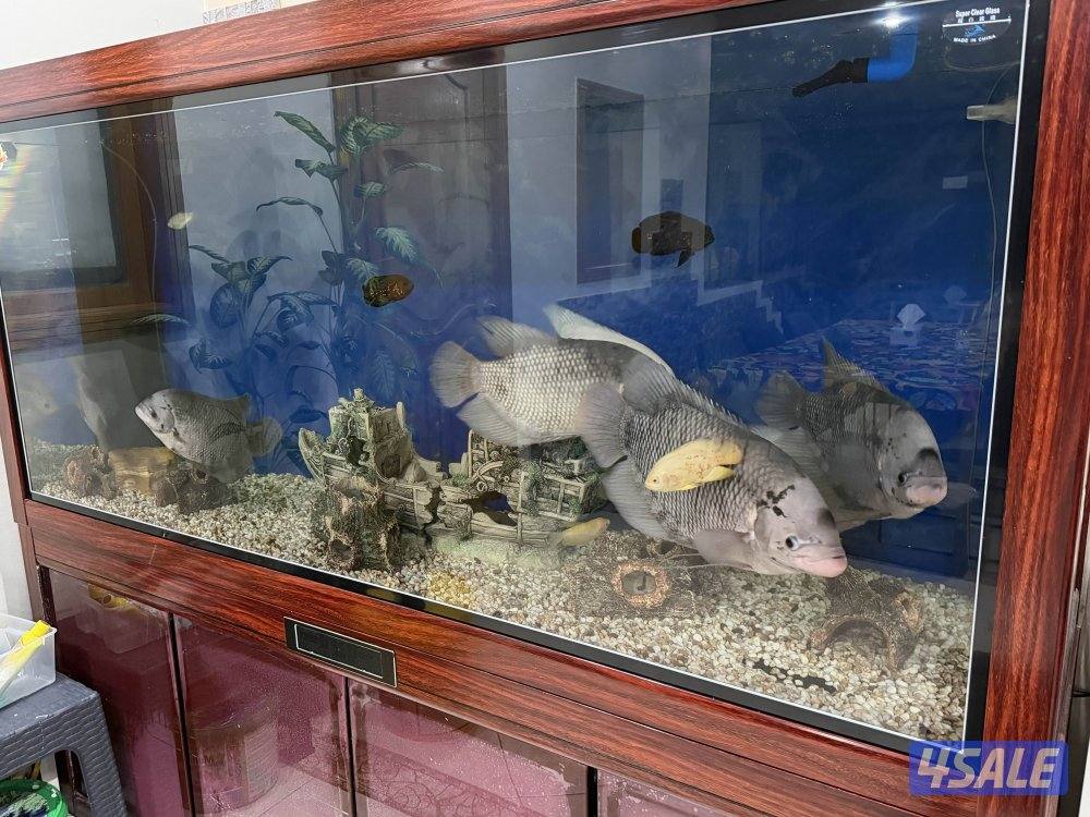 سمك جوينت جورامي1