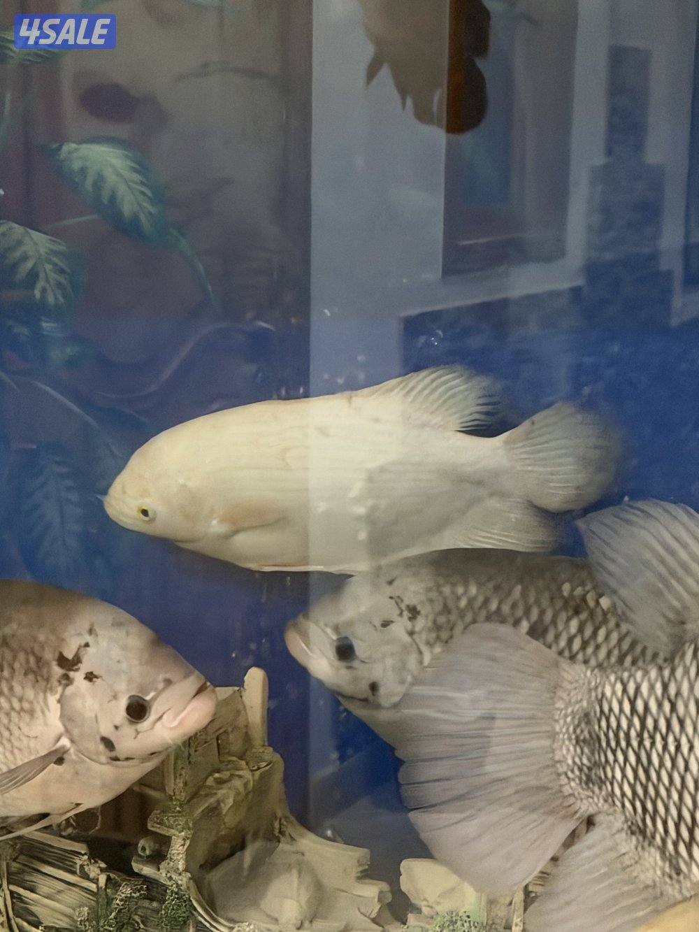 سمك جوينت جورامي2