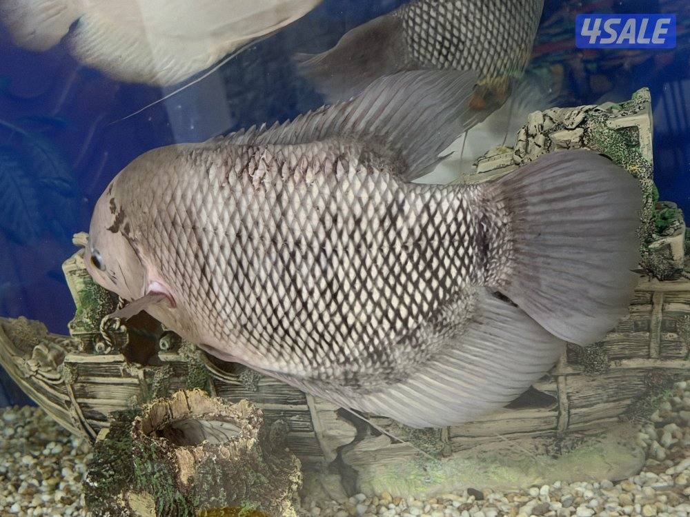 سمك جوينت جورامي3