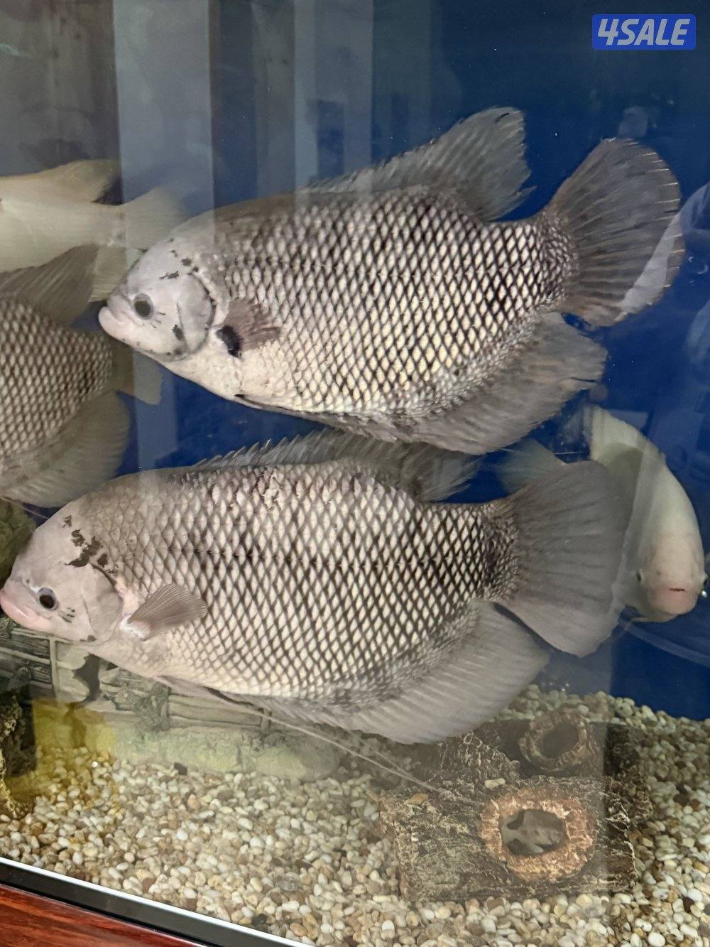 سمك جوينت جورامي4