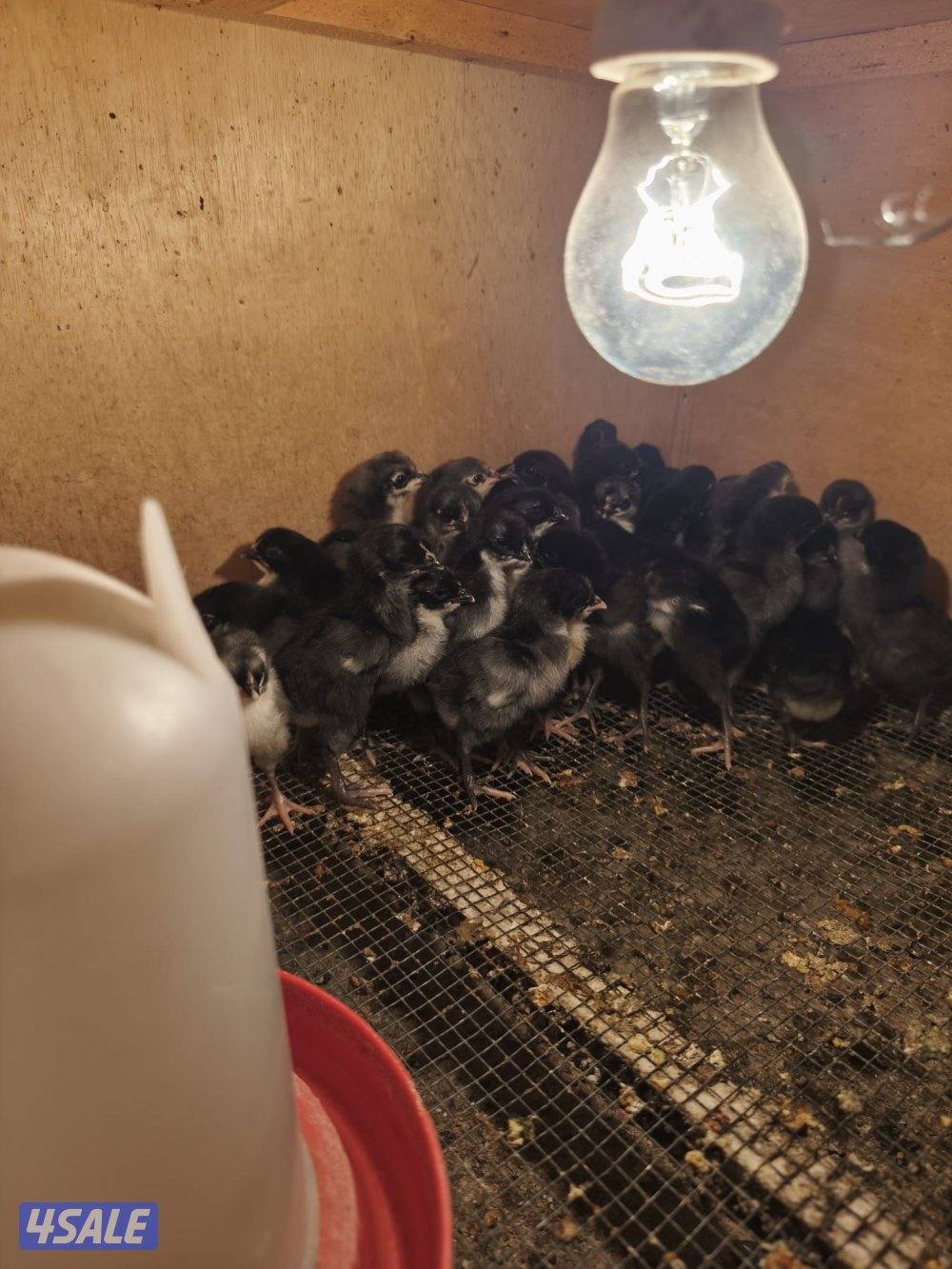 للبيع فروخ عقارب  و بيض ملقح1