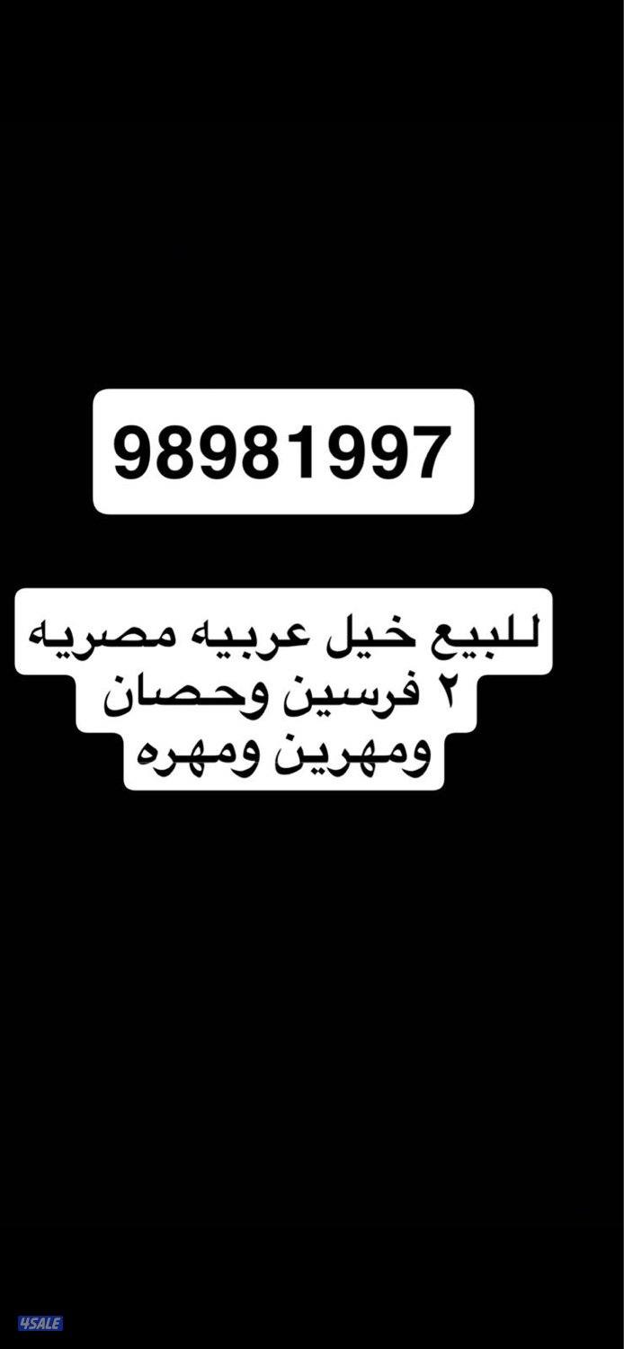 للبيع خيل مصريه دماء فاخره0