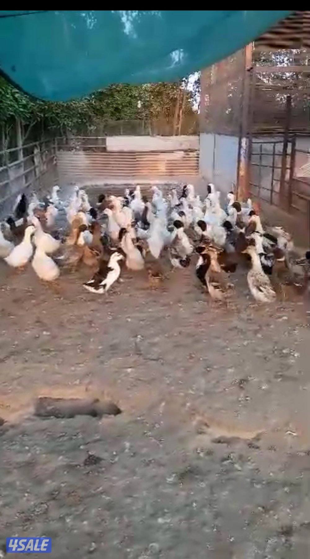 للبيع بط فرنسي بأحجام مختلفة اللون ابيض0