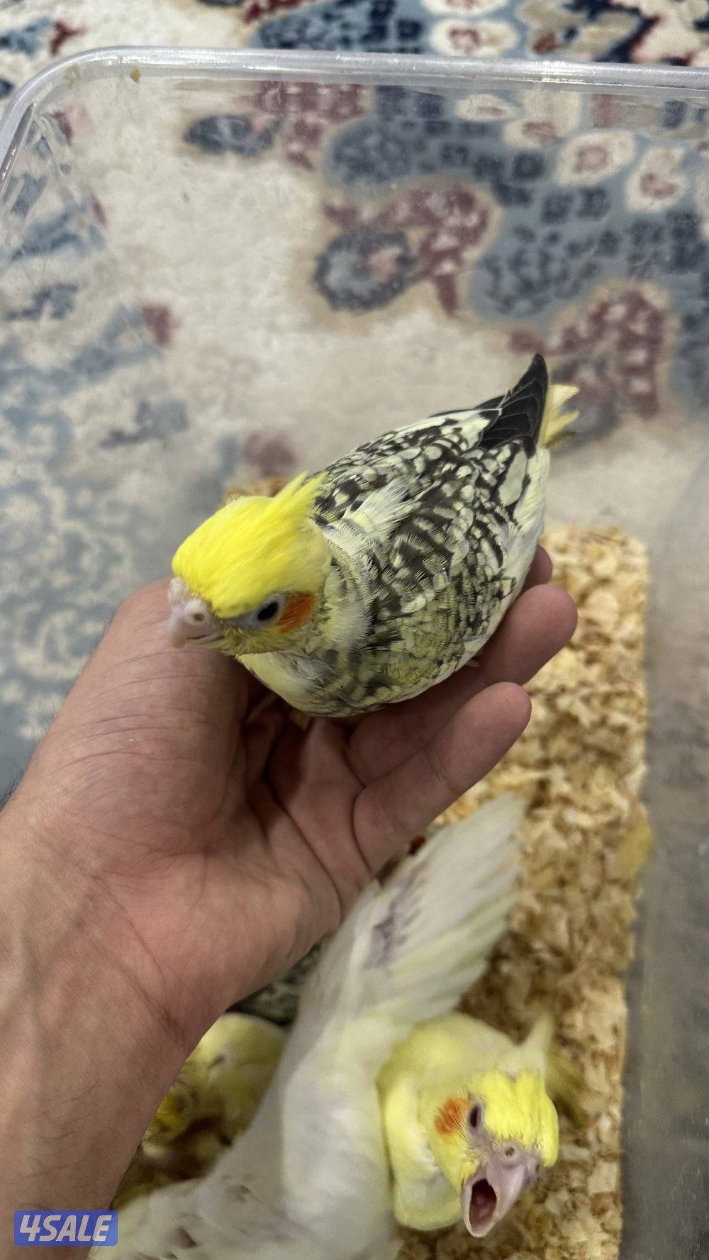 لوف بيرد + كروان 🇰🇼4