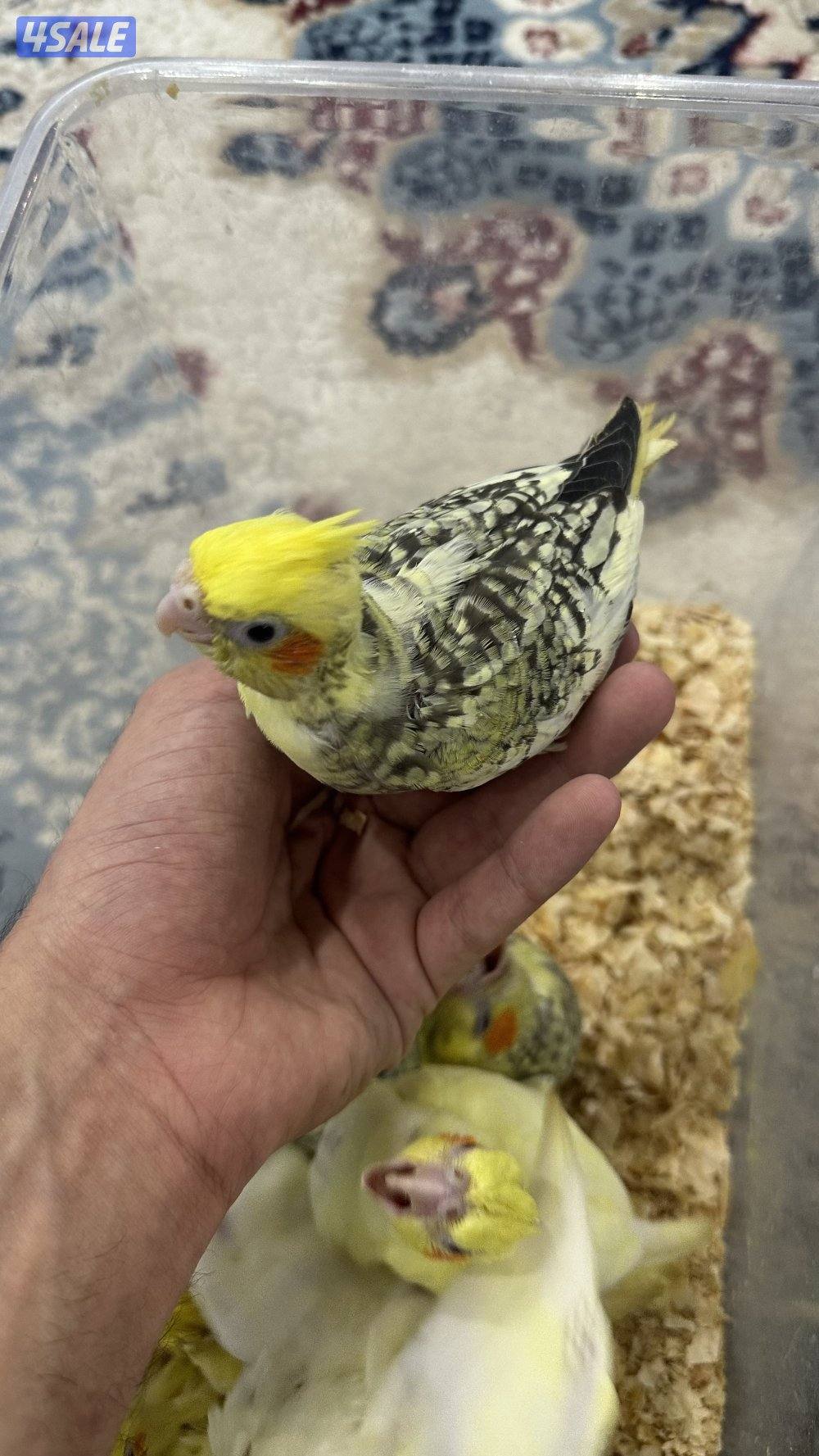 لوف بيرد + كروان 🇰🇼0