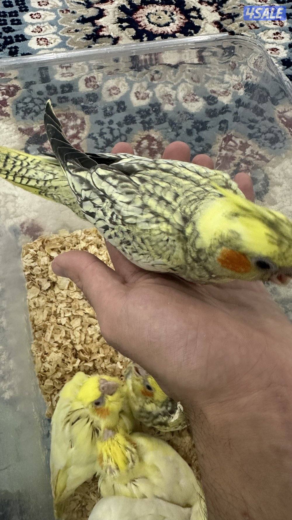 لوف بيرد + كروان 🇰🇼5