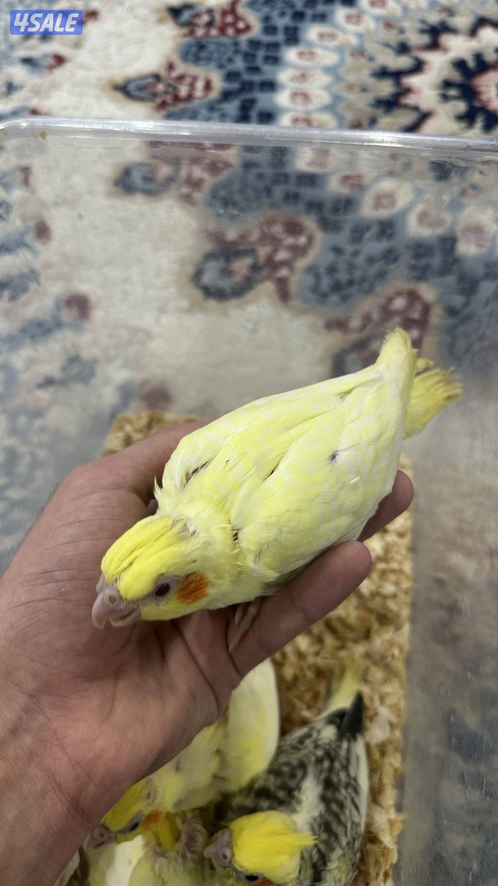 لوف بيرد + كروان 🇰🇼6