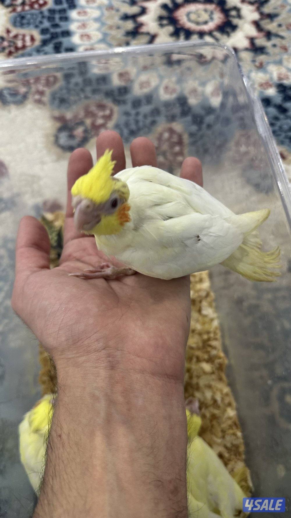 لوف بيرد + كروان 🇰🇼7