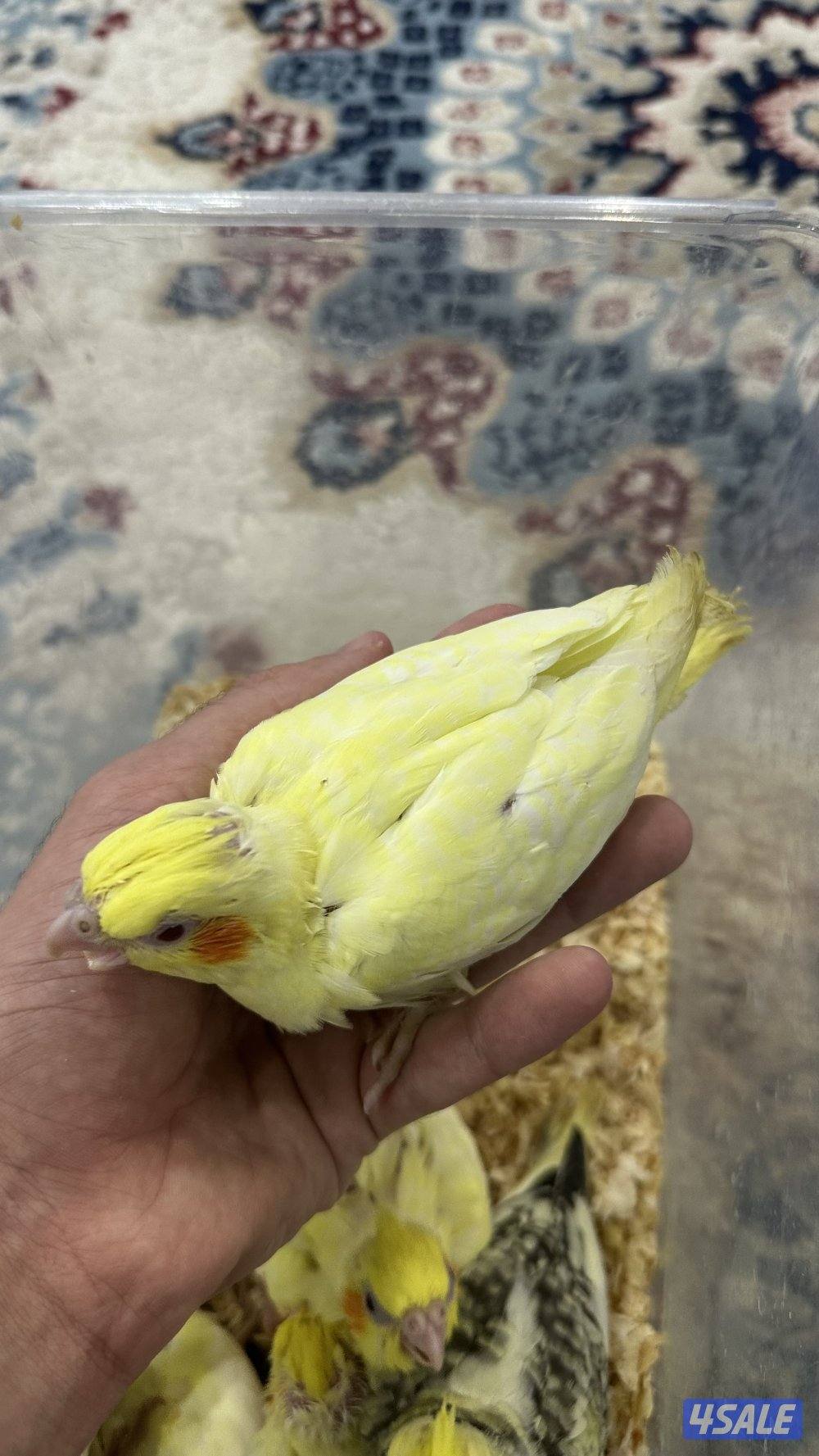 لوف بيرد + كروان 🇰🇼8