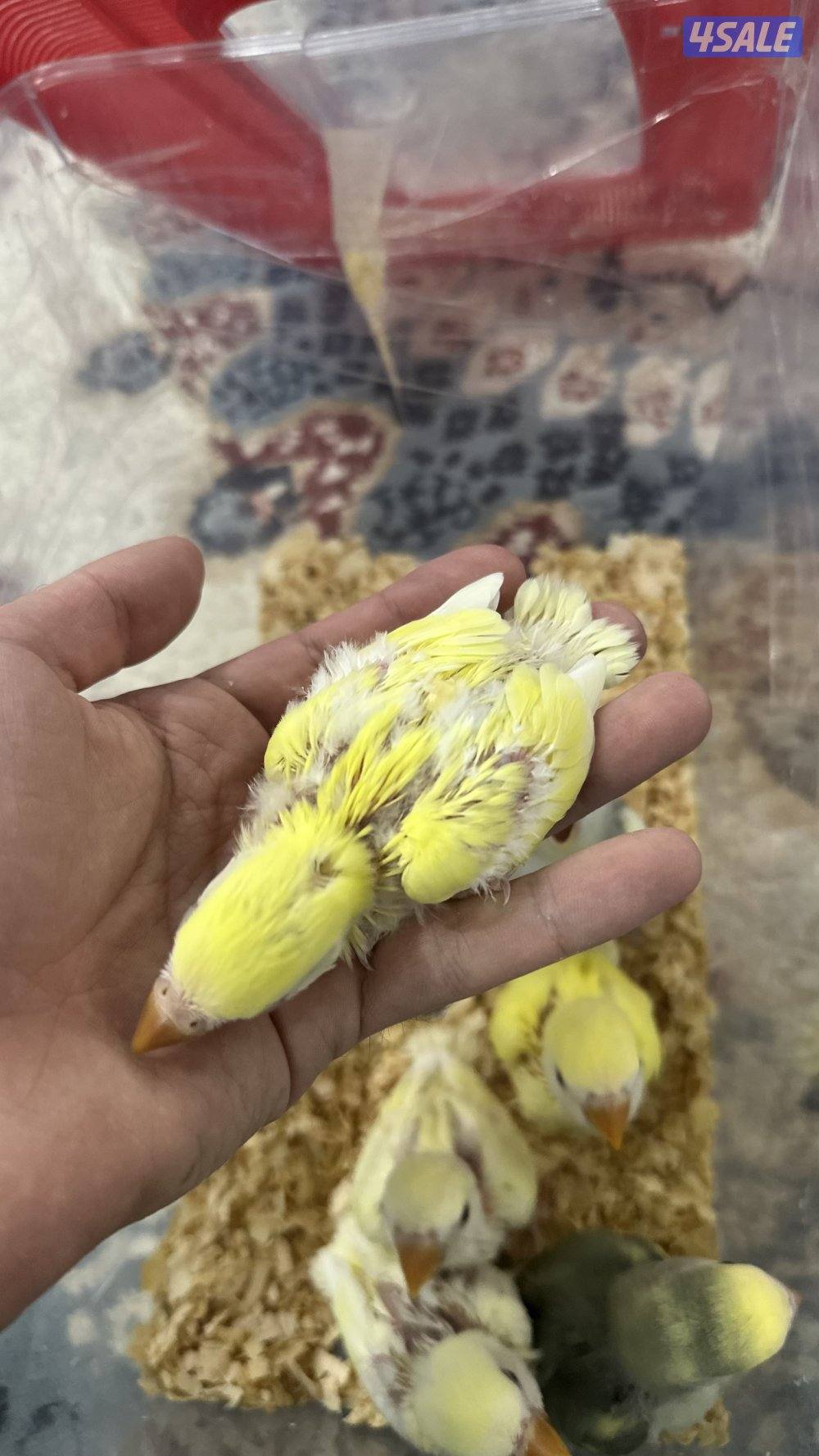 لوف بيرد + كروان 🇰🇼9