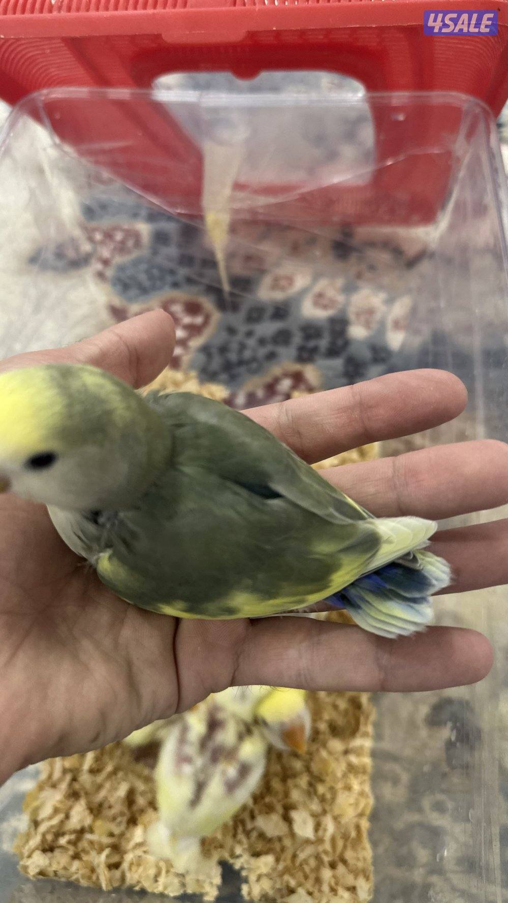 لوف بيرد + كروان 🇰🇼11