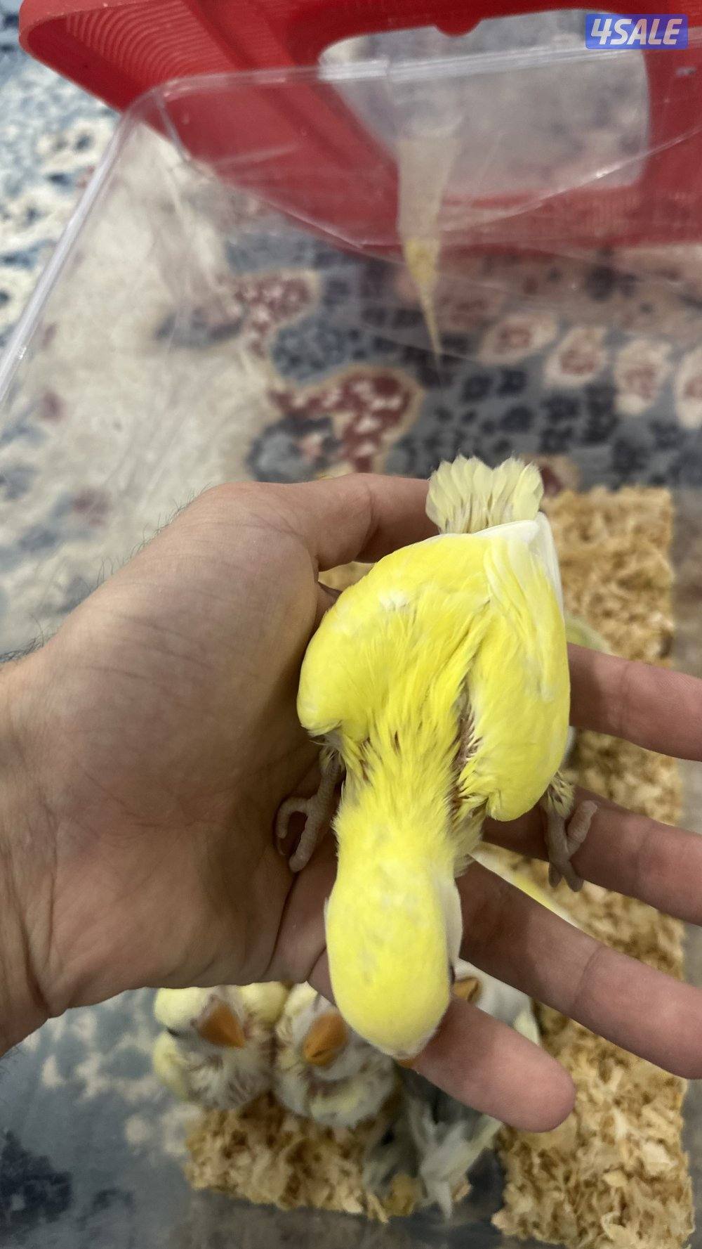 لوف بيرد + كروان 🇰🇼12