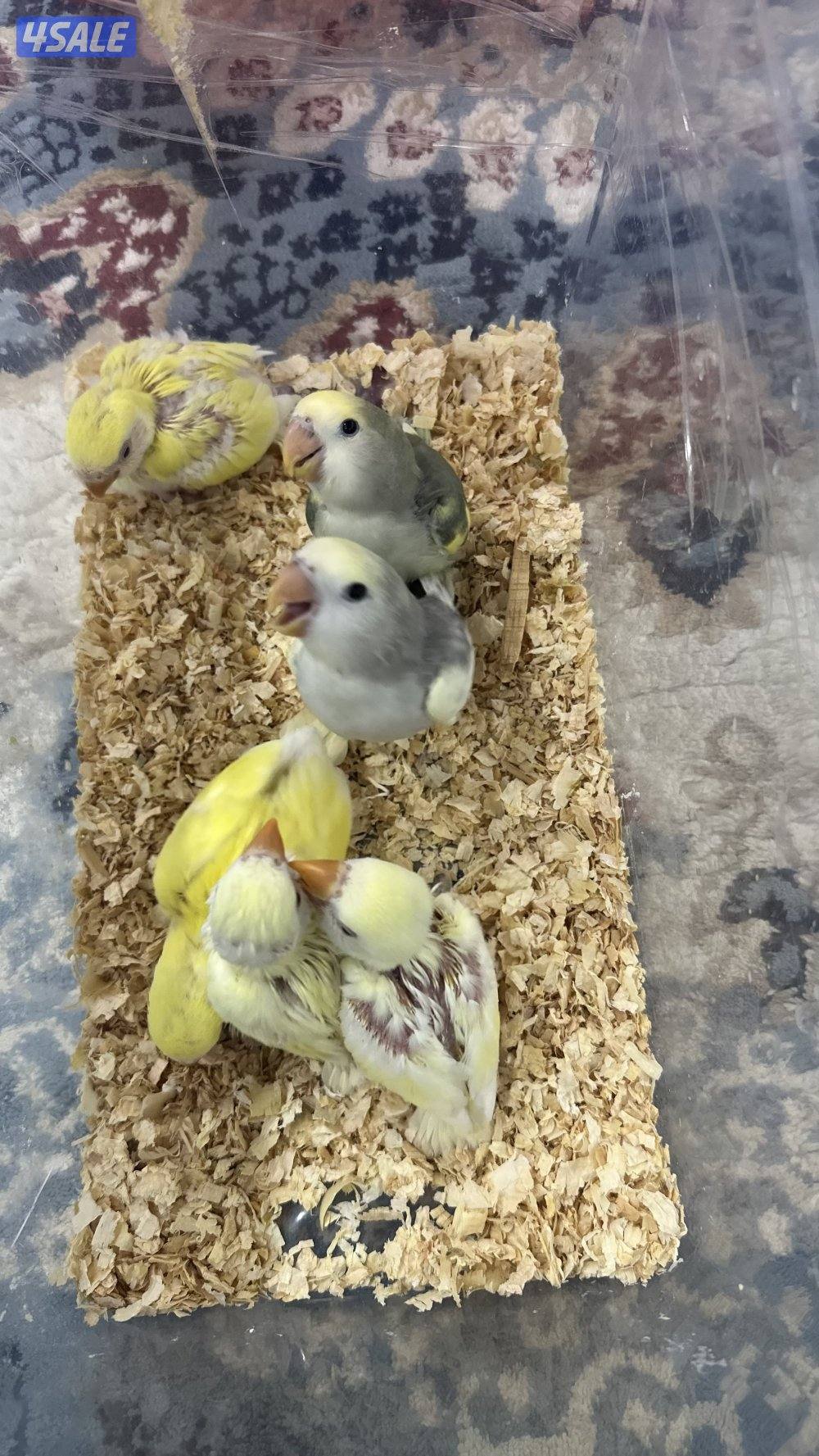 لوف بيرد + كروان 🇰🇼13