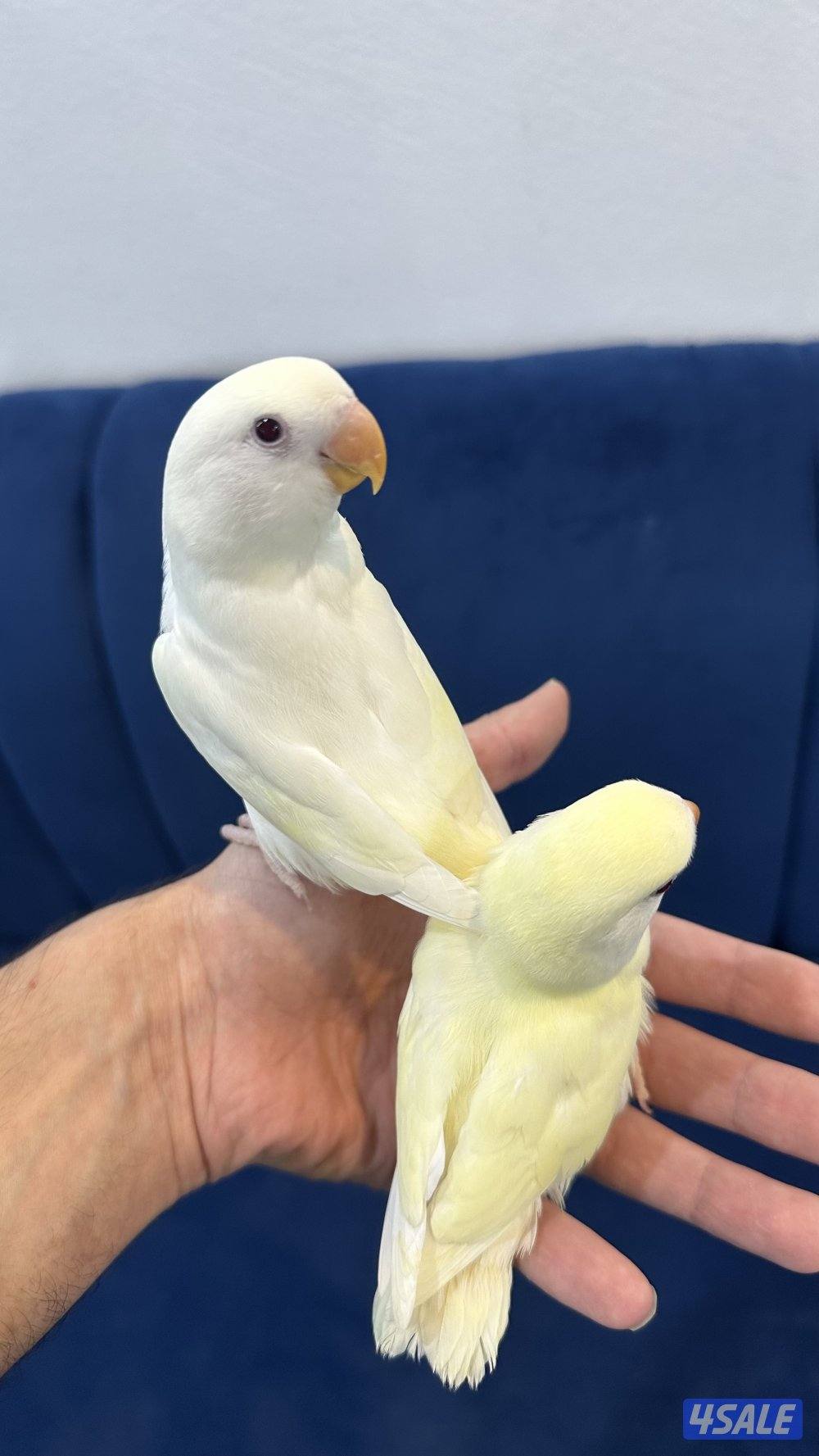 لوف بيرد + كروان 🇰🇼1