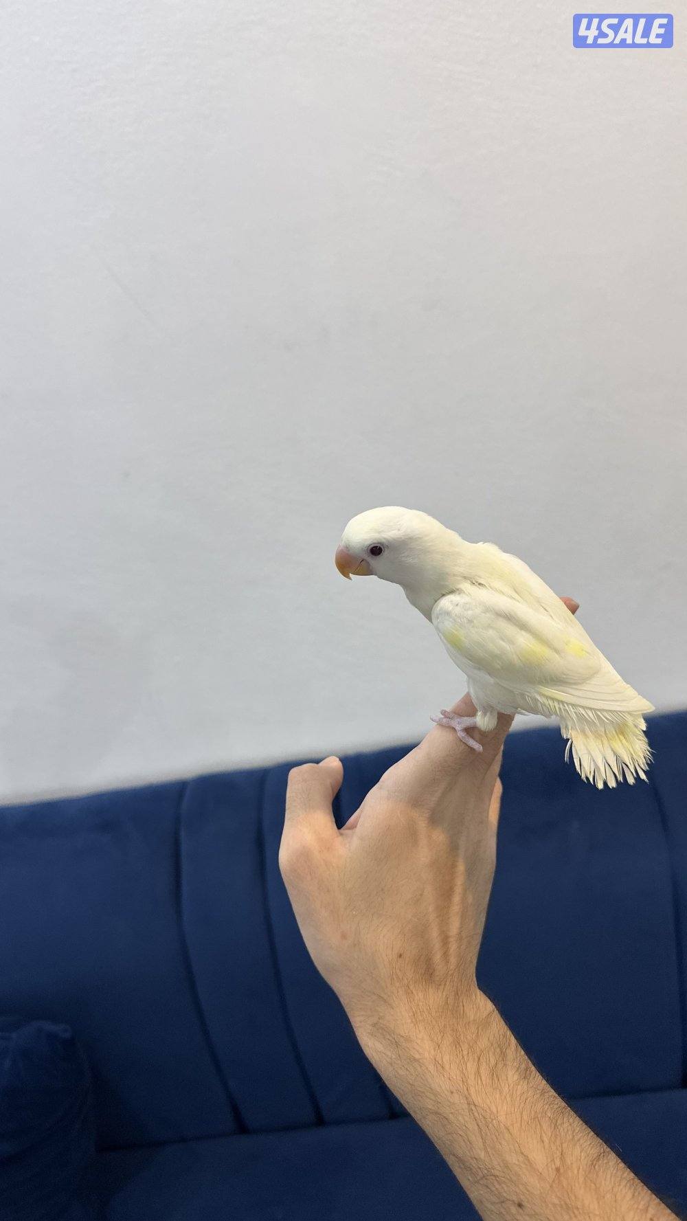 لوف بيرد + كروان 🇰🇼3