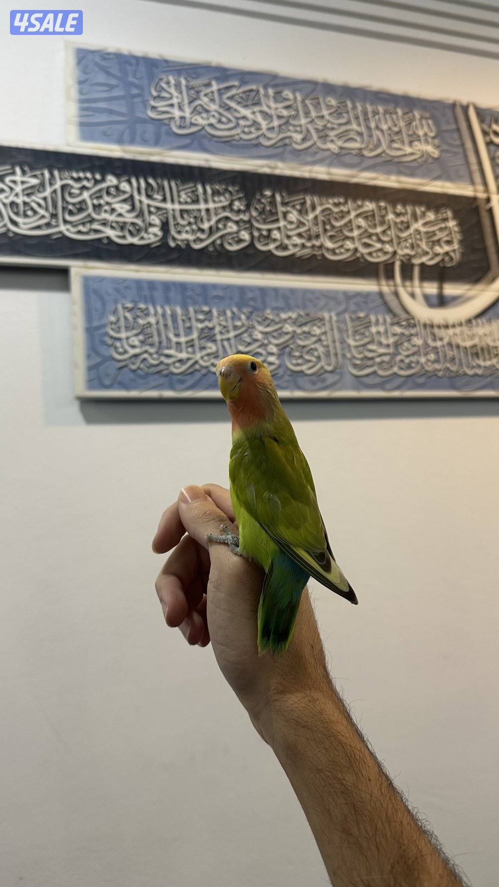 لوف بيرد + كروان 🇰🇼14