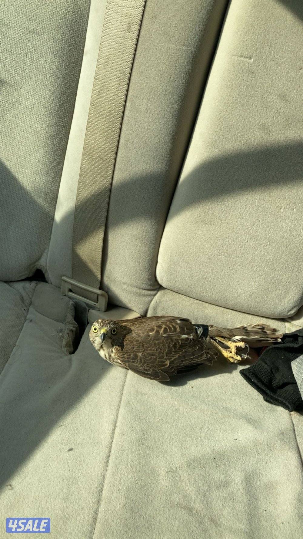 للبيع طيور0