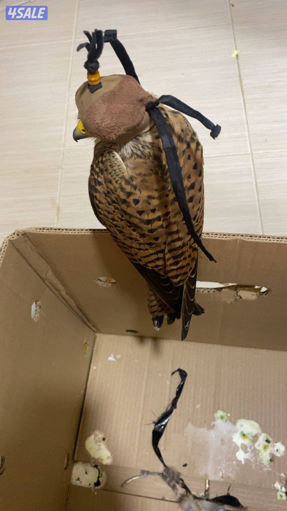 للبيع طيور1