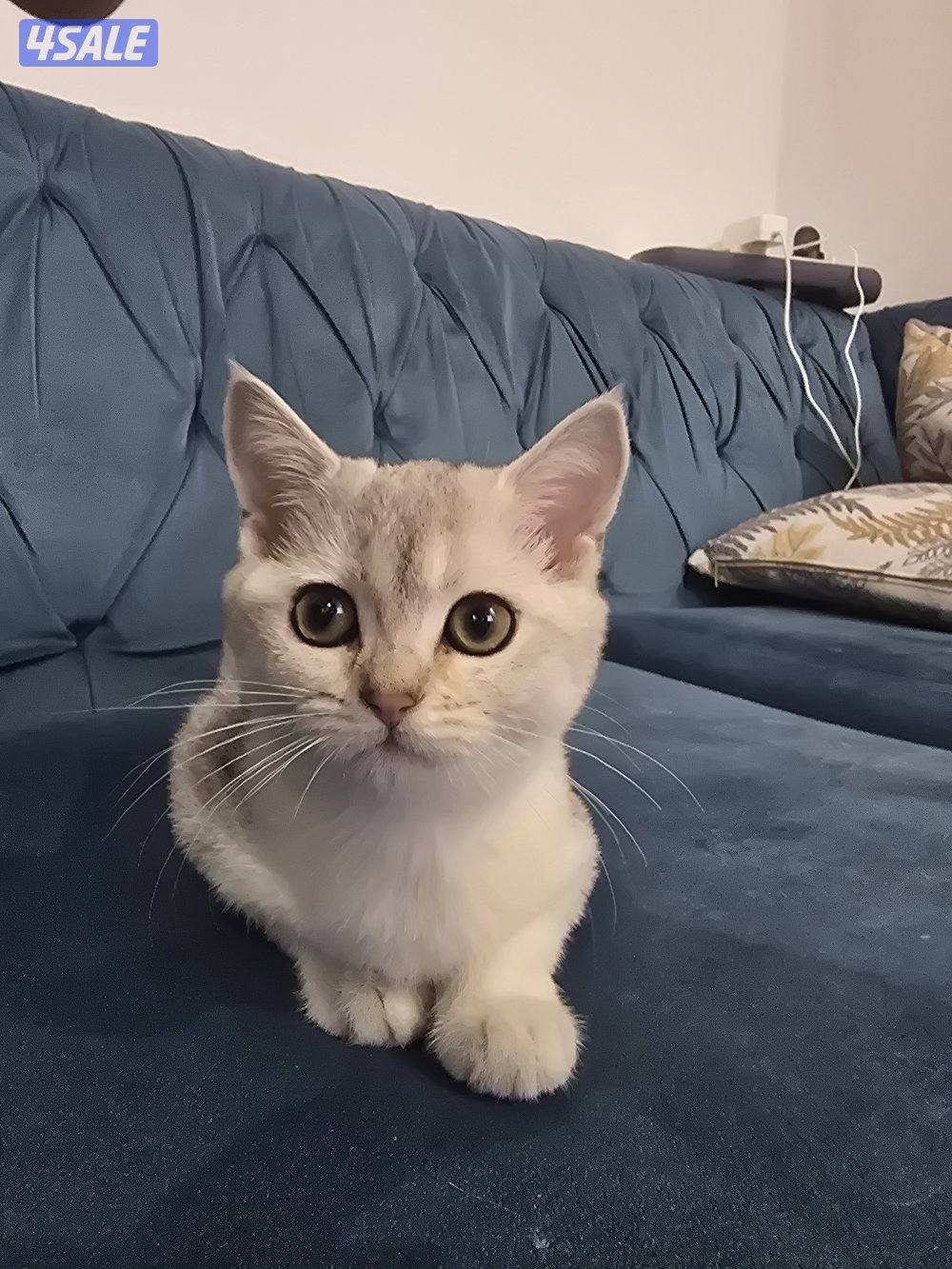 قطه برتش شورت هير  ٣ اشهر مع اشياؤهم واكل دراي فود1