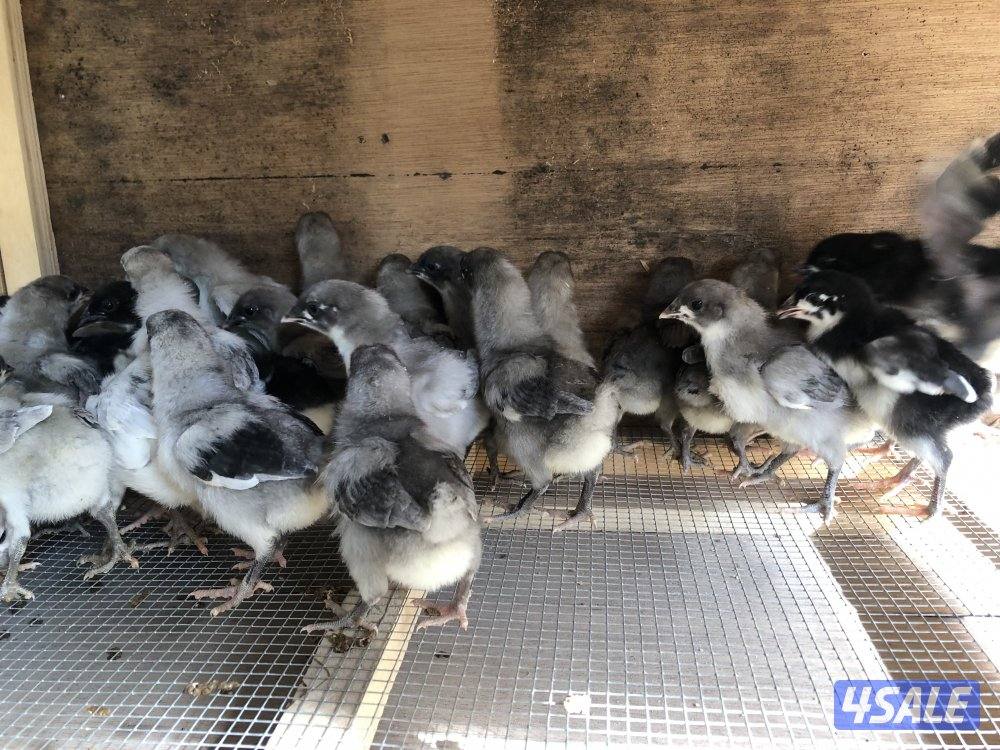 صيصان استرالوب و ايام سيماني1