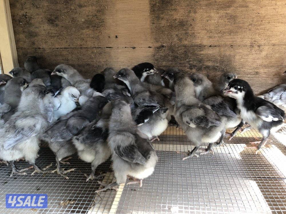 صيصان استرالوب و ايام سيماني2