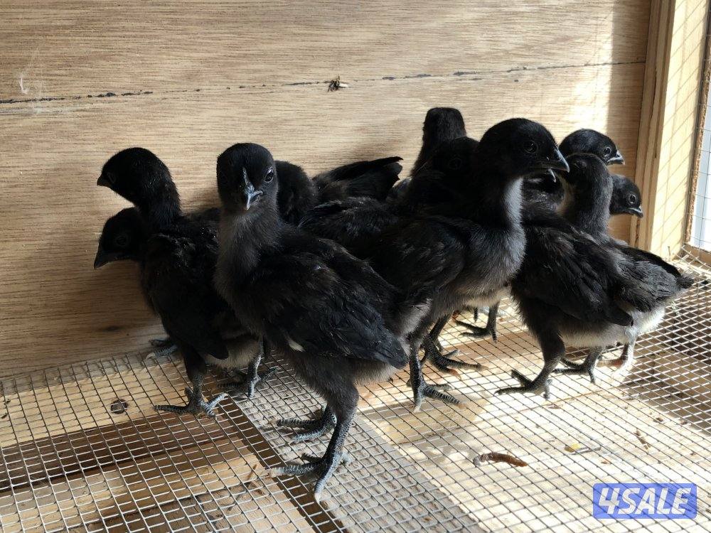 صيصان استرالوب و ايام سيماني3