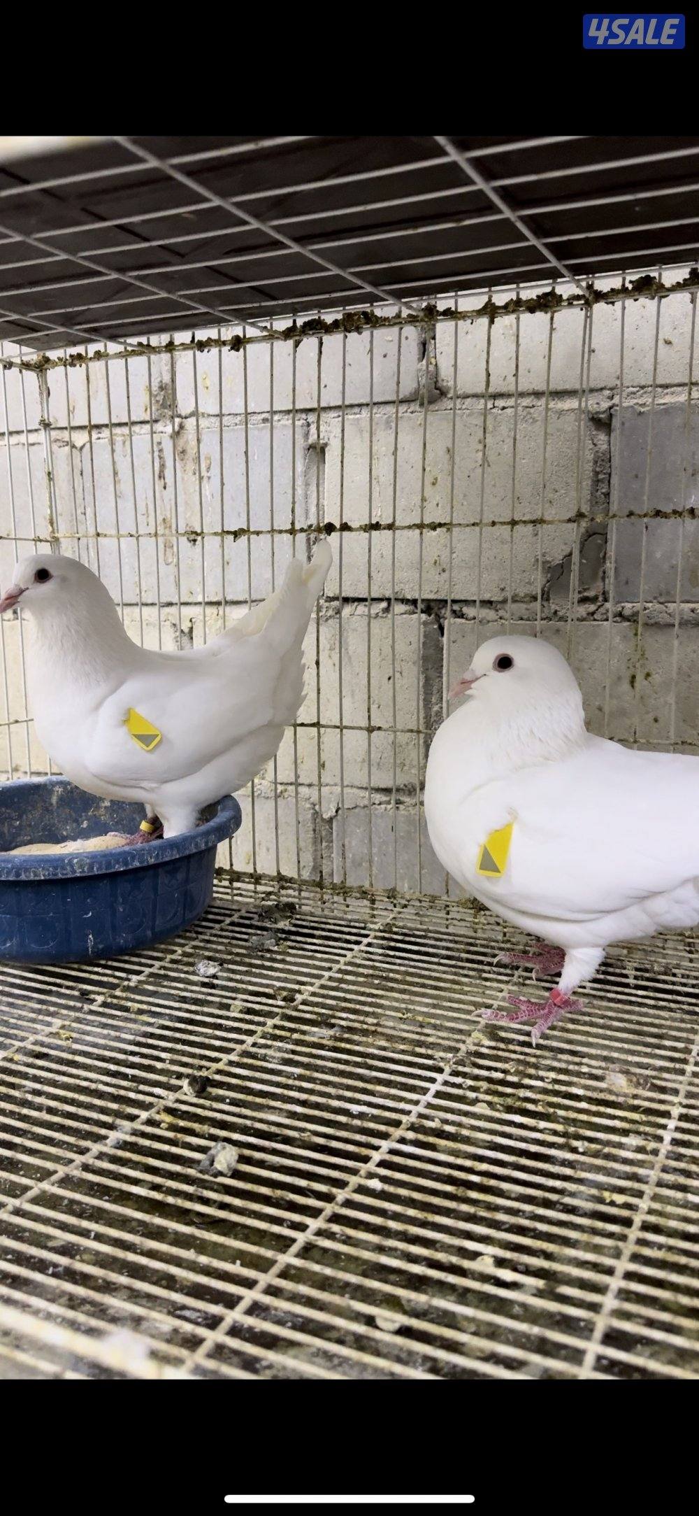 حمام الشركه الفرنسيه بيور 🇫🇷2