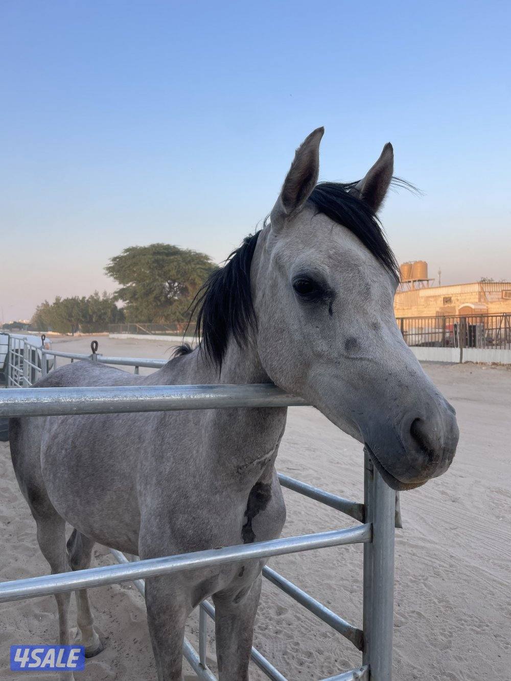 مهره مصريه شرط السلم والتحويل0