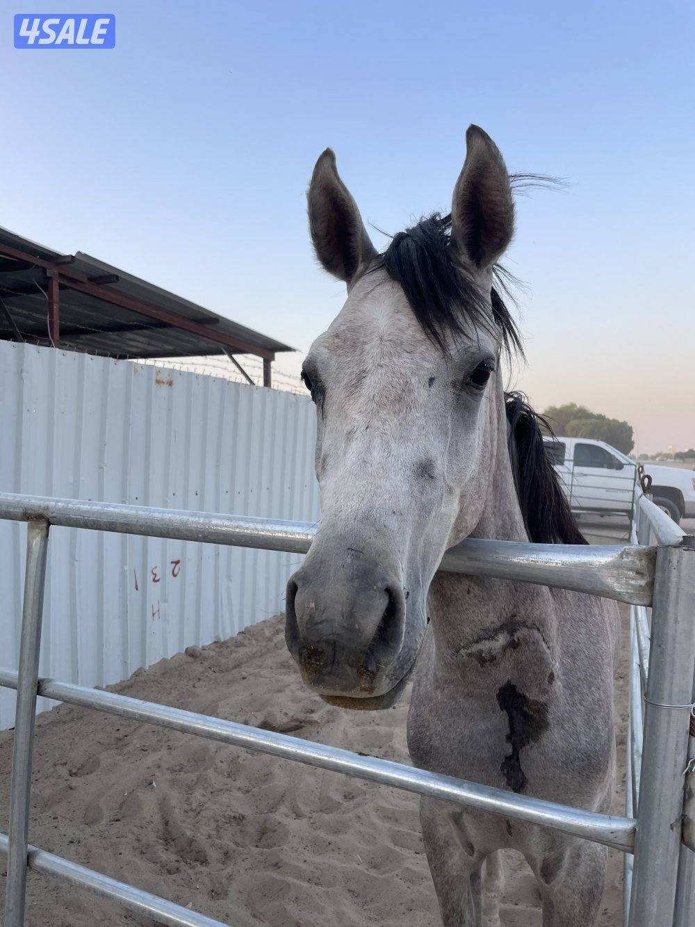 مهره مصريه شرط السلم والتحويل1