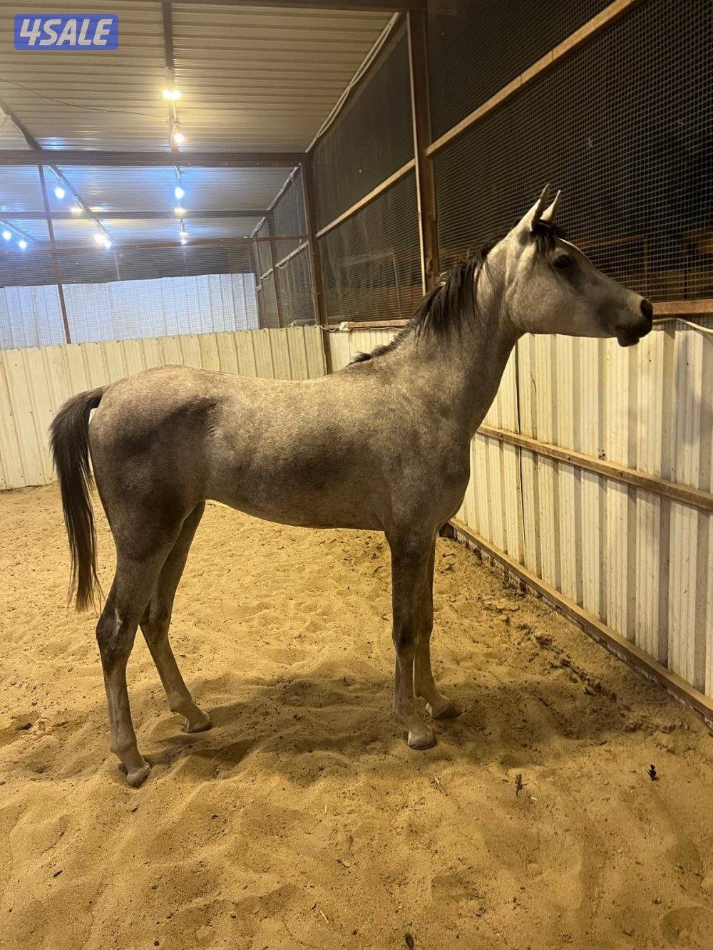 مهره مصريه شرط السلم والتحويل2