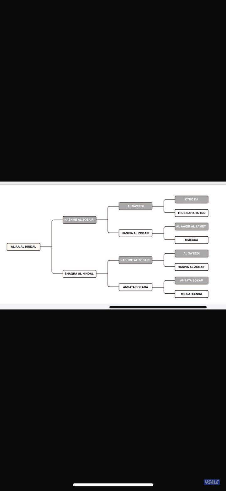 مهره مصريه شرط السلم والتحويل3