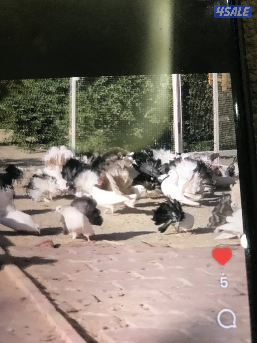 حمام أنواع لاحم وتاكسن وشماسي وتراكيب1