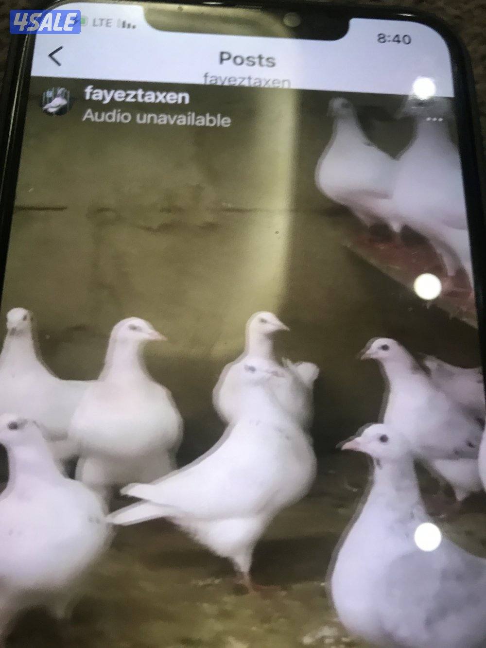 حمام أنواع لاحم وتاكسن وشماسي وتراكيب2