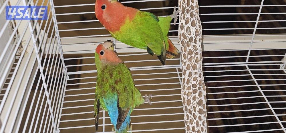 طفرات زوج لوفبيرد روز1