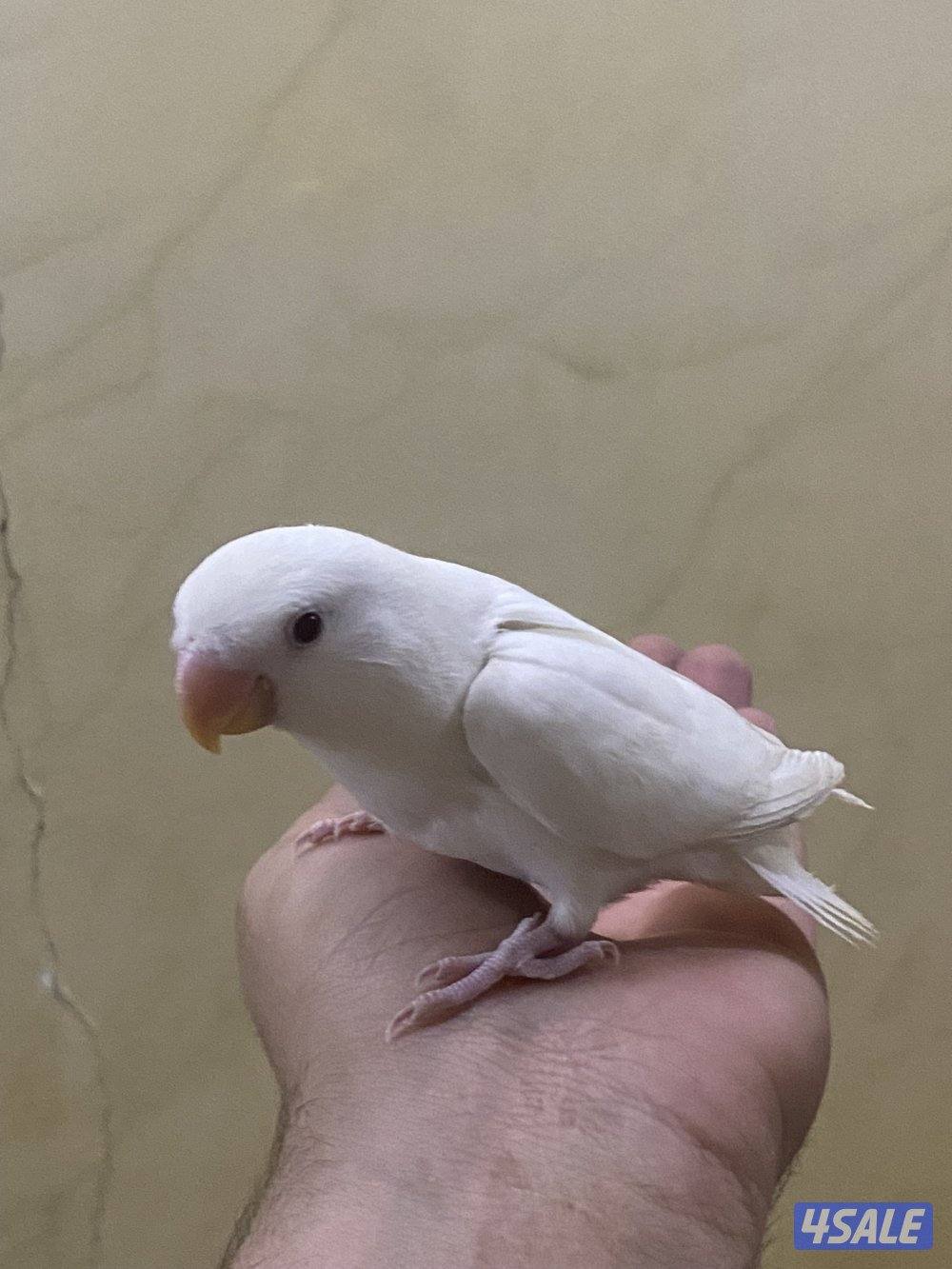 البينو ربوه قويه تناديه يجيك0