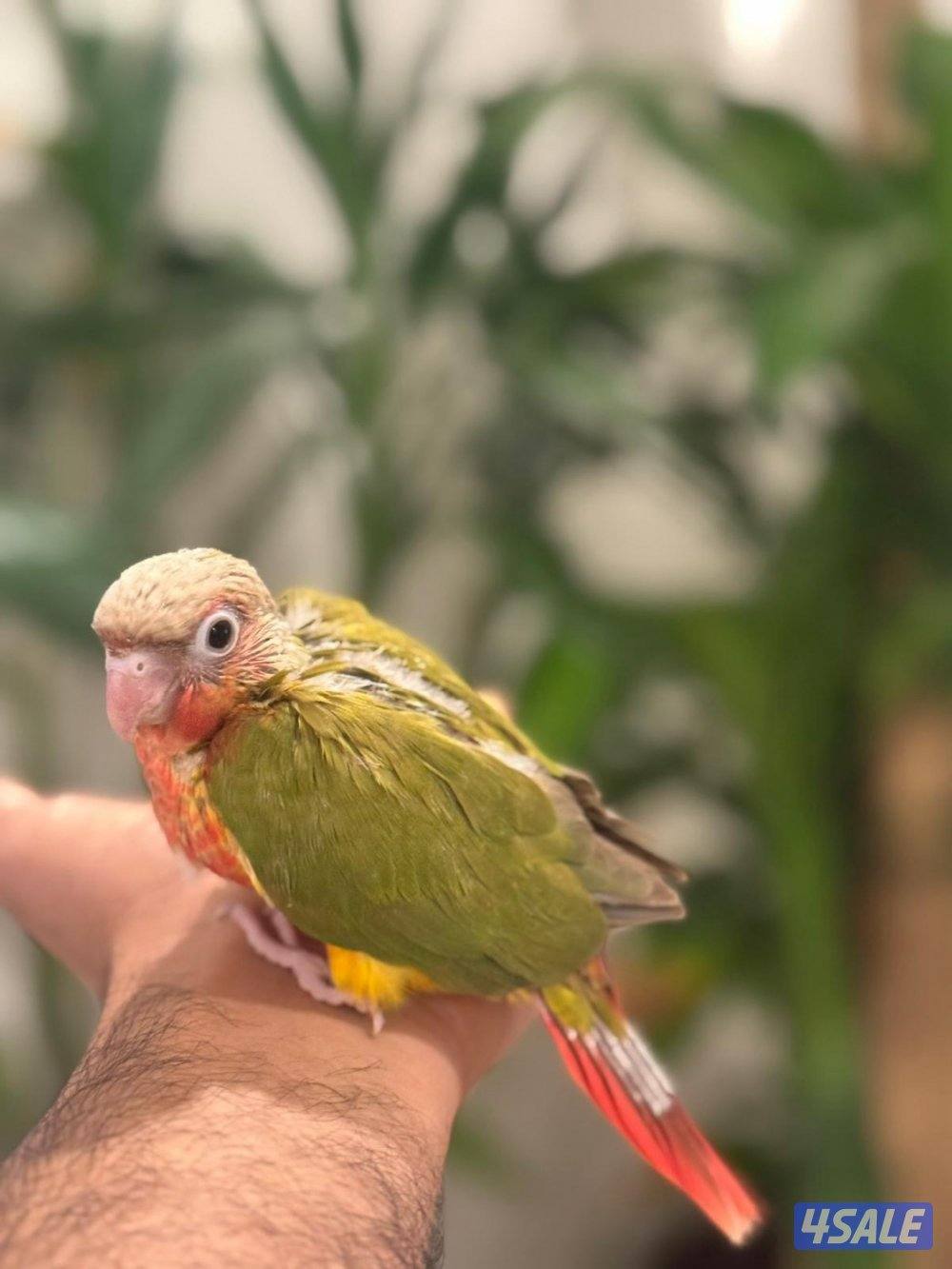 فروخ  كنيور عس2