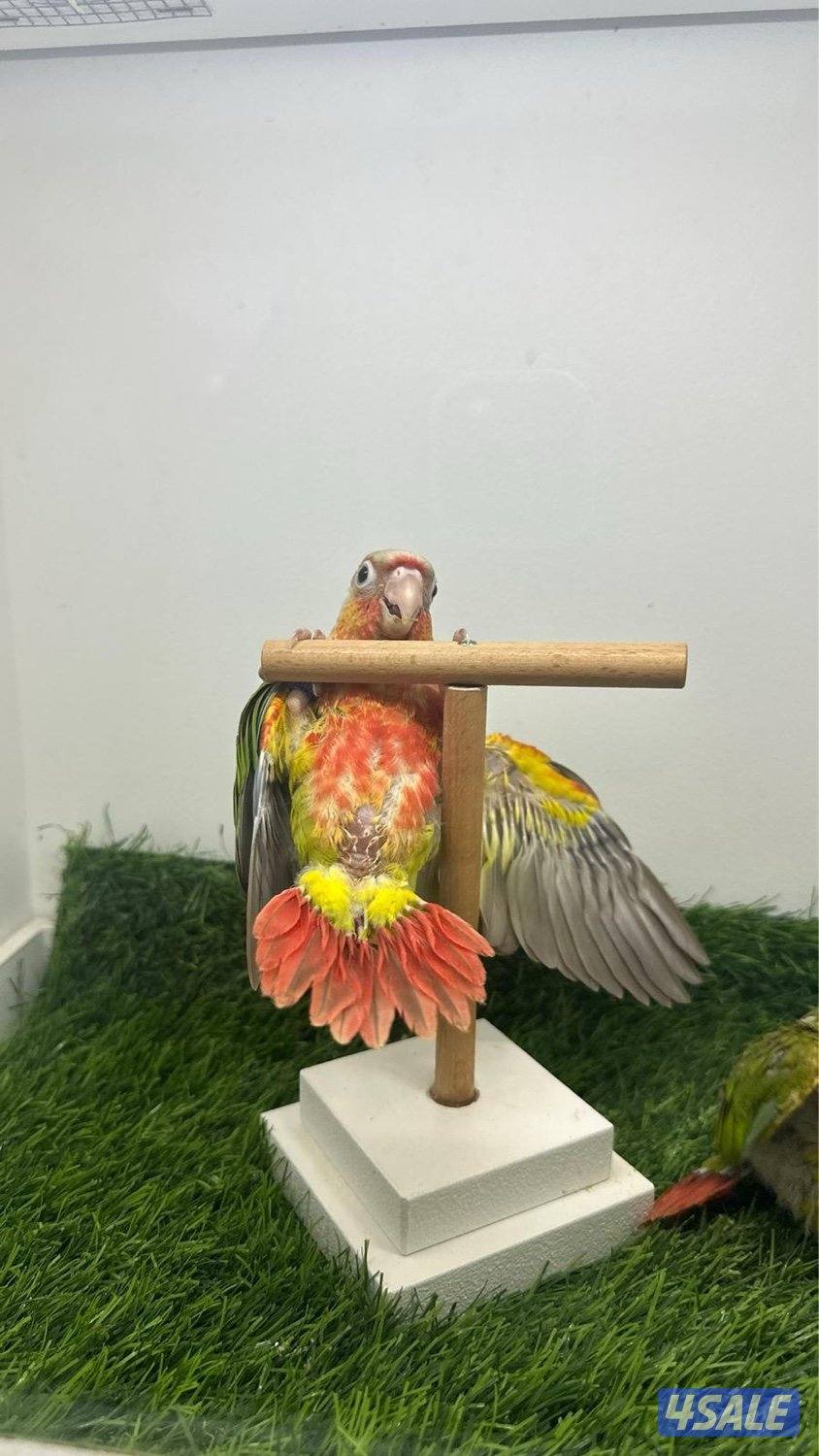 فروخ  كنيور عس6