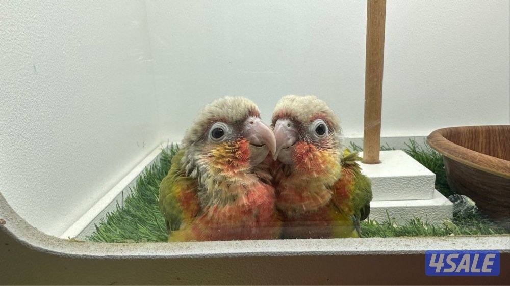 فروخ  كنيور عس7