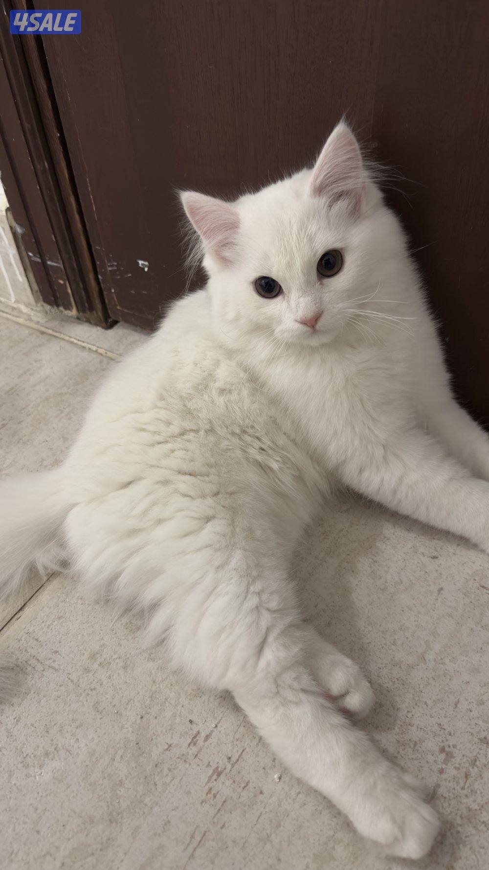 للبيع قطط شيرازيه 🐈0