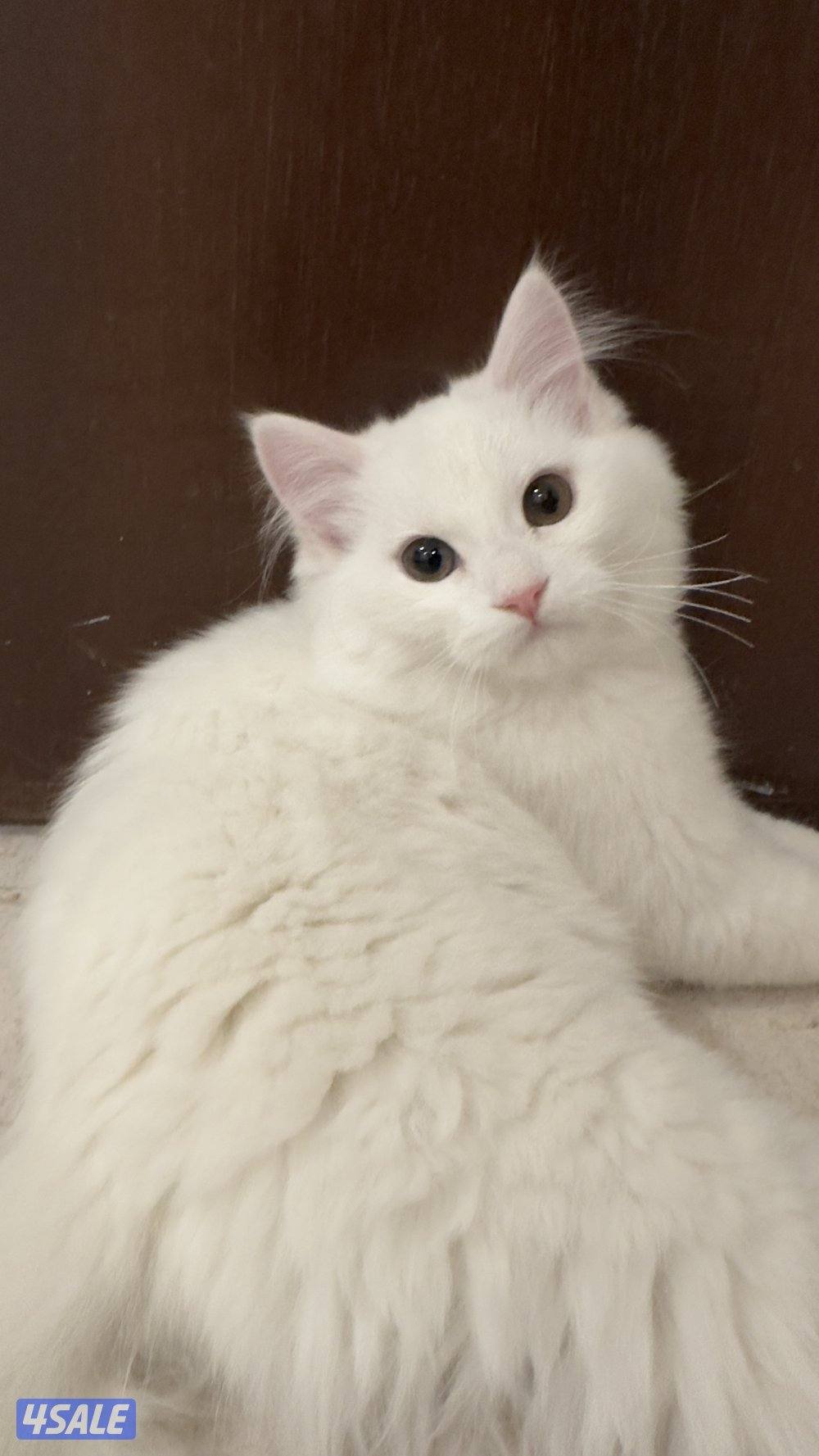 للبيع قطط شيرازيه 🐈1